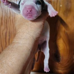 Female 3 - White and brindle female American Bulldog puppy in Xenia, Ohio from Bingham's Bulldogs LLC