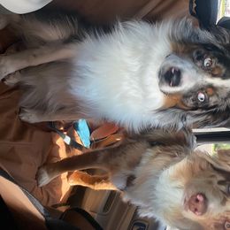 Aussiedoodle, Miniature Australian Shepherd, and Poodle All Grown Up from JJ West Coast Pups