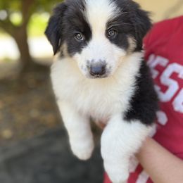 Australian Shepherd Puppies from HCA Aussies