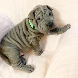 Chinese Shar-Pei Puppies from DCSHARPEI