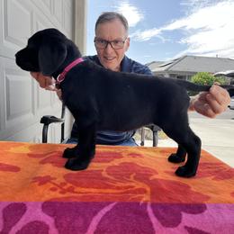 Labrador Retriever Puppies from Culbreth Labradors
