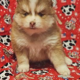 Copper - Red and white male Pomsky puppy in Stover, Missouri from Lx2 County Line Pomskies