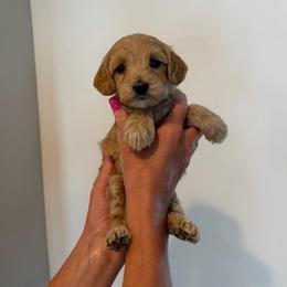 Spider (Spidy) - Cream male Goldendoodle puppy in Payson, Utah from Country Sky Doodles