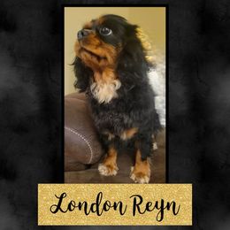 London - Cavalier King Charles Spaniel