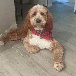 Romeo - Goldendoodle