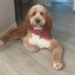 Romeo - Goldendoodle