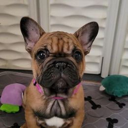 French Bulldogs from Sassy Little Bulldogs