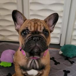 French Bulldogs from Sassy Little Bulldogs
