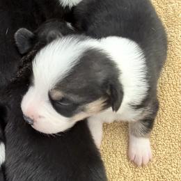 AKC Orange - Black and tan male Pembroke Welsh Corgi puppy in Summerfield, Florida from Promise Land Farm