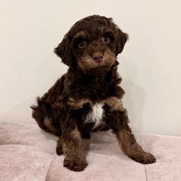 Creede - Brown and white male Aussiedoodle puppy in Allen, Texas from Calena’s Doodles