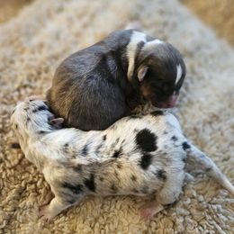 AKC - Quad Clear Bluie - Girl 1 - Gray and white female Cardigan Welsh Corgi puppy in Tombstone, Arizona from WeVolution Off-Grid