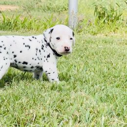 Sam Bo - White and black Dalmatian puppy in Mt. Vernon, Texas from Double B