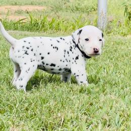 Sam Bo - White and black Dalmatian puppy in Mt. Vernon, Texas from Double B