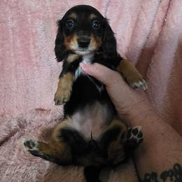 Harper - Black and tan female Dachshund puppy in Adolphus, Kentucky from Walker's Dachshunds