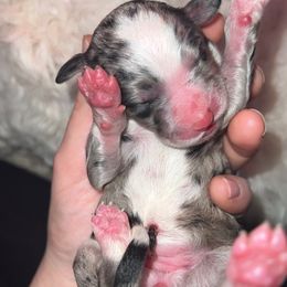 Bernedoodle Puppies from Caribou Doodles
