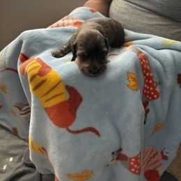 Dachshund Puppies from Ginny’s Family Dachshunds