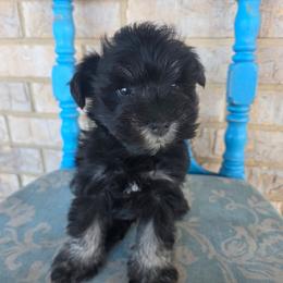 Bart - Black male Miniature Schnauzer puppy in Paradise, Utah from Highbornschnauzers