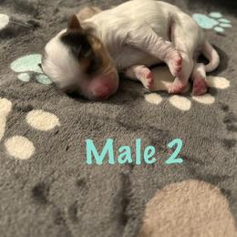 Male 2 - Parti male Yorkshire Terrier puppy in Fredericksburg, Virginia from VA Exclusive Yorkies