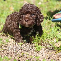 Cockapoo Puppies from JP Cockapoos LLC