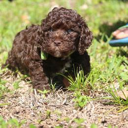 Cockapoo Puppies from JP Cockapoos LLC