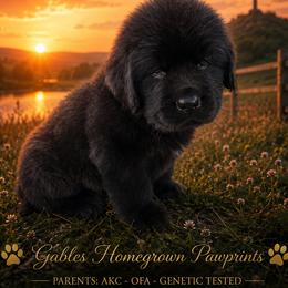 Rufus - Black male Newfoundland puppy in North Manchester, Indiana from Gable's Homegrown Pawprints