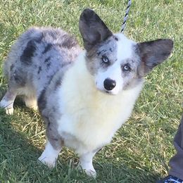 Cardigan Welsh Corgis from Debonaire Corgis