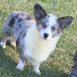 Cardigan Welsh Corgis from Debonaire Corgis