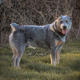Haze - Australian Cattle Dog