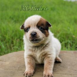 Castiel - Red speckled male Australian Cattle Dog puppy in Waxahachie, Texas from MC Heelers