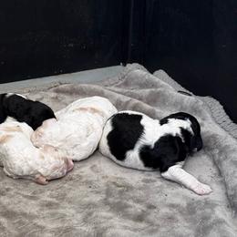 Poodle puppies from Kennings Poodles and Company