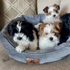 Morkie, Shorkie, and Yorkshire Terrier Puppies from Yorkie and Morkie Boutique