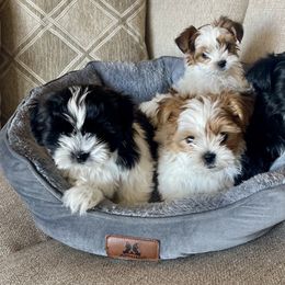 Morkie, Shorkie, and Yorkshire Terrier Puppies from Yorkie and Morkie Boutique