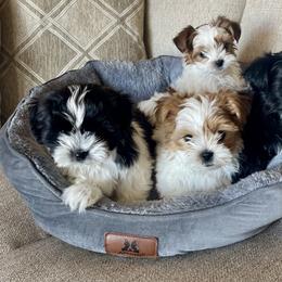 Morkie, Shorkie, and Yorkshire Terrier Puppies from Yorkie and Morkie Boutique