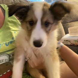 Shetland Sheepdog Puppies from Kuhl’s Sheltie Farm
