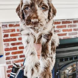 Bernedoodle, Goldendoodle, and Poodle Puppies from Northwest Pups