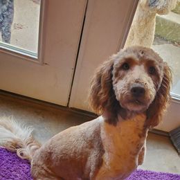 Cocoa - Goldendoodle