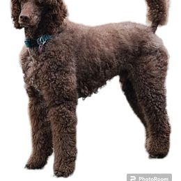 Poodle Puppies from Silly's Standard Poodles