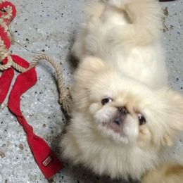 Pearl - Pekingese