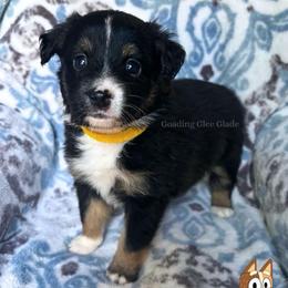Chili - Black tri female Miniature American Shepherd puppy in Millington, Tennessee from Goading Glee Glade