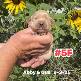 Number 5 Abby and Gus - Light golden female Golden Retriever puppy in Piedmont, Oklahoma from Sabrina's Golden Retrievers