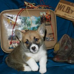 Pembroke Welsh Corgi Puppies from Wild West Corgis of Texas