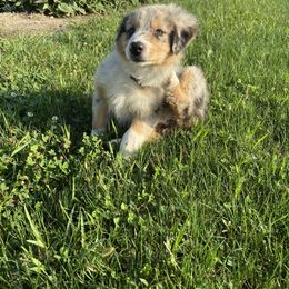 Australian Shepherd Puppies from Mud Path Australian Shepherds