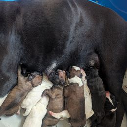 Sid - White male Boxer puppy in New Holland, Pennsylvania from Shady Rill puppies