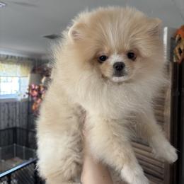Pomeranian puppies from Touch Of Clouds Poms