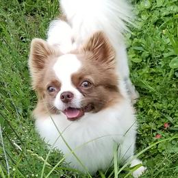 Deuce - Chihuahua
