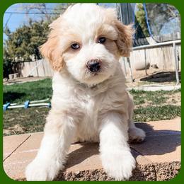 Bernedoodle, Goldendoodle, and Golden Mountain Doodle Puppies from Magic Valley Family Doodles