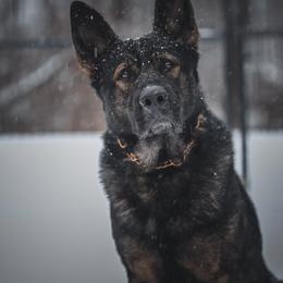 JAG - German Shepherd