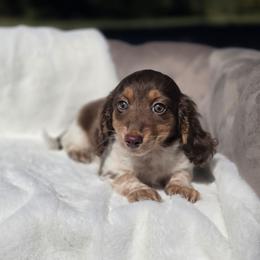 Ember - Piebald female Dachshund puppy in Mcminnville, Tennessee from Red Barn Farms Minis