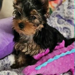 Yorkshire Terrier Puppies from CHABRE Yorkshire Terriers