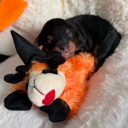 Mocha - Phantom female Bernedoodle puppy in Toledo, Ohio from Avery Doodle Day LLC